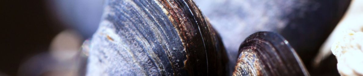 Interfeţe bio-inspirate pentru dezvoltarea materialelor multifazice degradabile de generaţie următoare